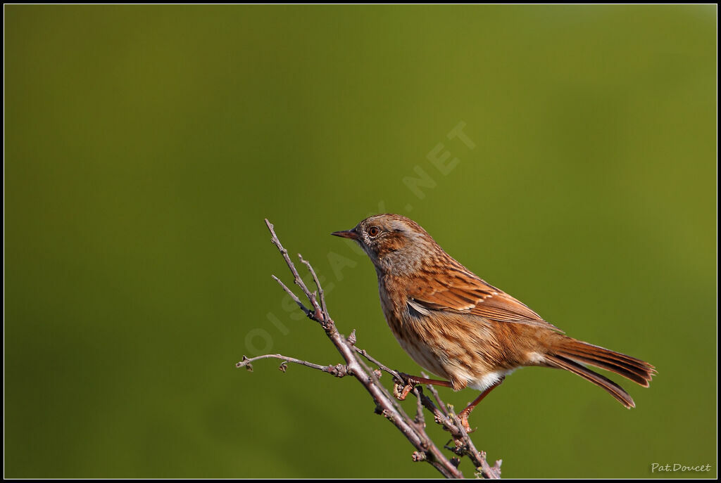 Dunnock