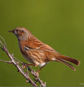 Dunnock