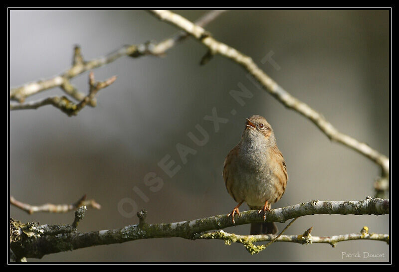 Dunnock