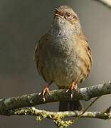 Dunnock