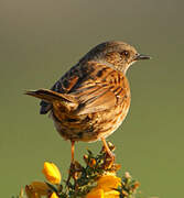 Dunnock