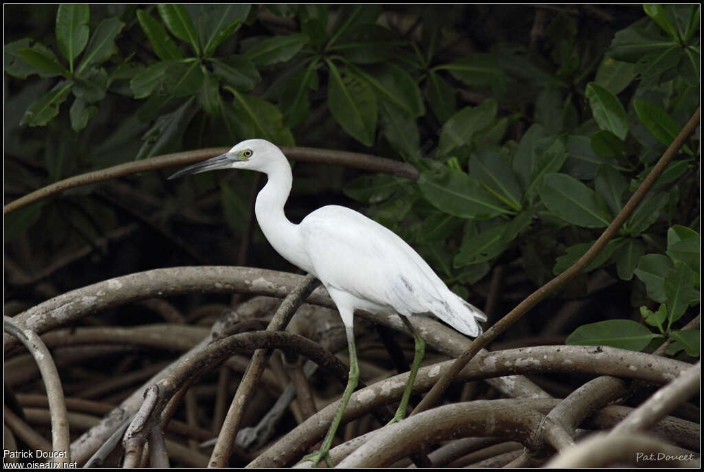 Little Blue Heronjuvenile, habitat, pigmentation