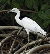 Aigrette bleue