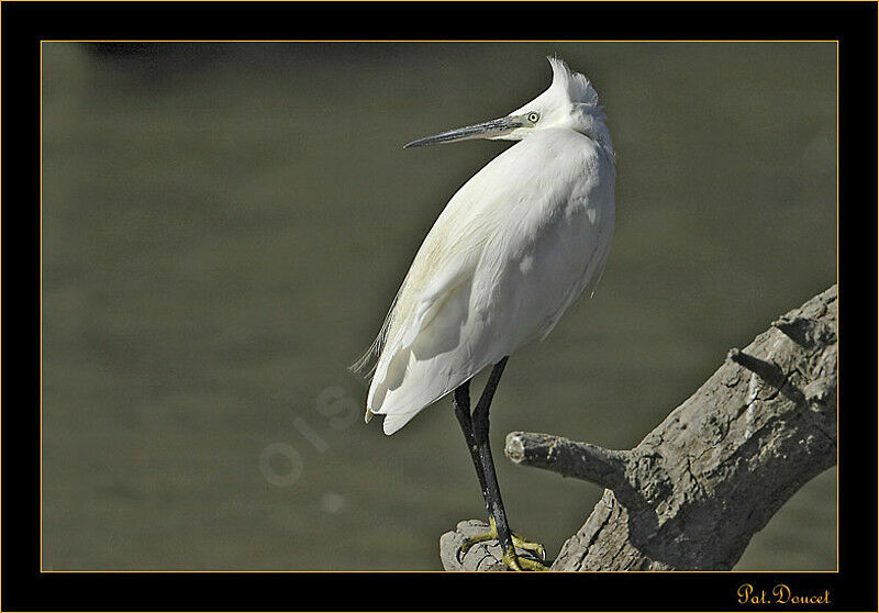 Aigrette garzette