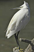 Aigrette garzette