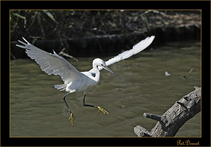 Little Egret