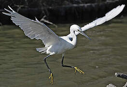 Little Egret