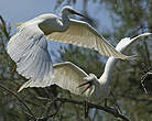 Aigrette garzette