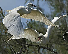 Aigrette garzette