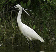 Aigrette garzette