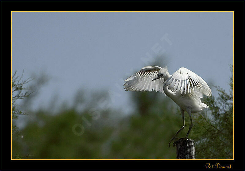 Little Egret