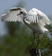 Little Egret