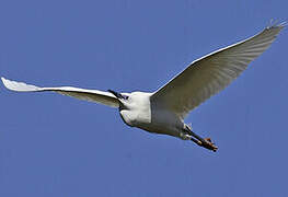 Little Egret