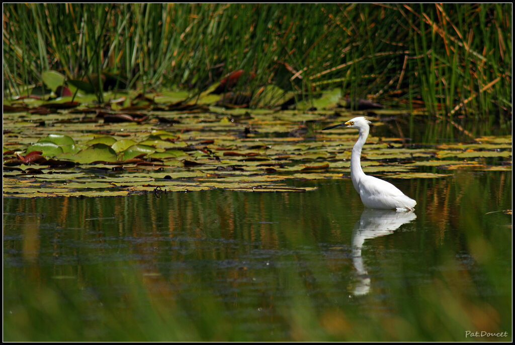 Aigrette neigeuse