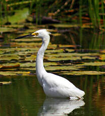 Aigrette neigeuse