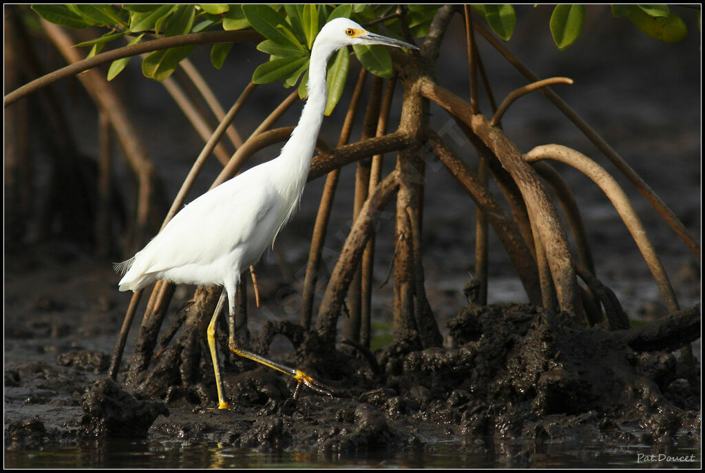 Aigrette neigeuse