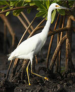 Snowy Egret