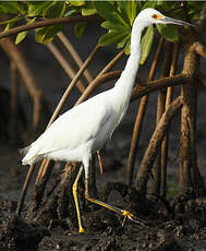 Aigrette neigeuse