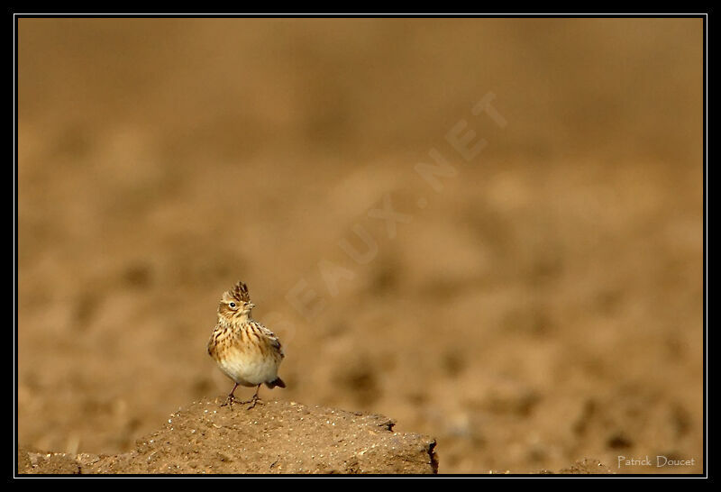 Eurasian Skylark