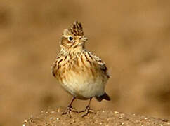 Eurasian Skylark