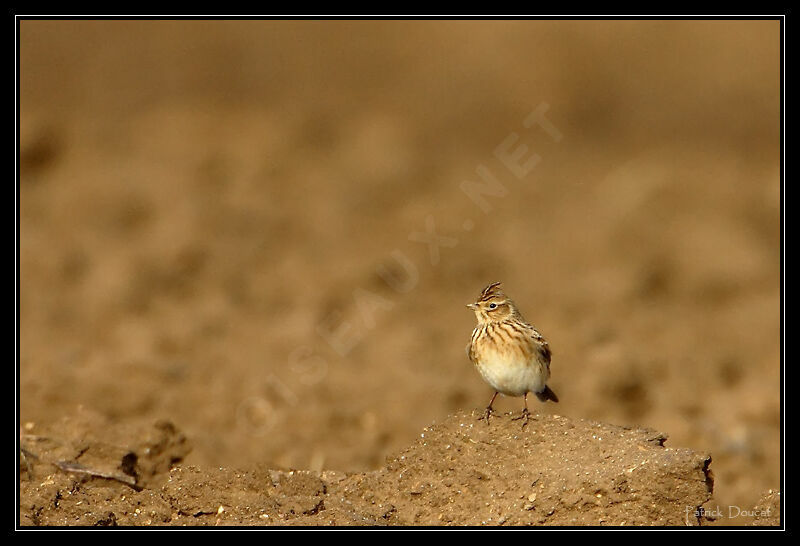 Eurasian Skylark