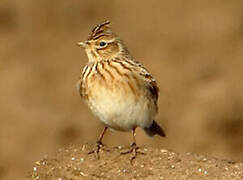 Eurasian Skylark