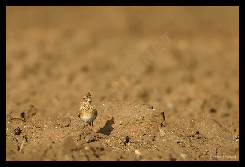 Eurasian Skylark