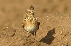 Eurasian Skylark