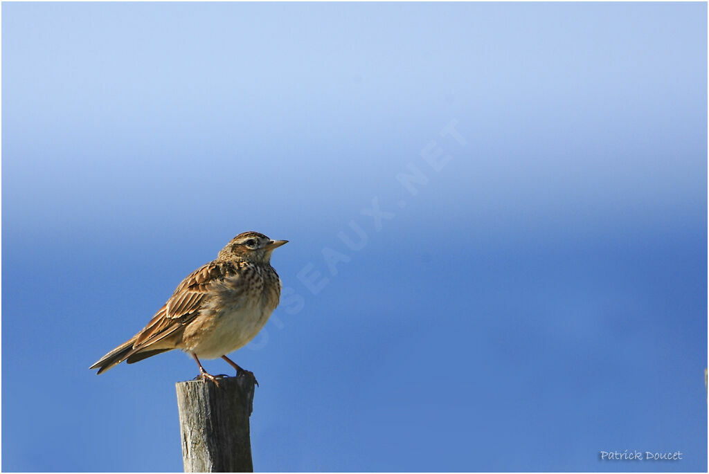 Eurasian Skylark