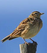 Eurasian Skylark