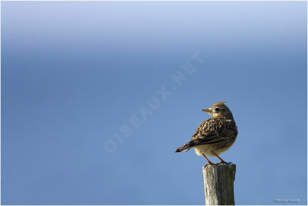 Eurasian Skylark