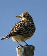 Eurasian Skylark