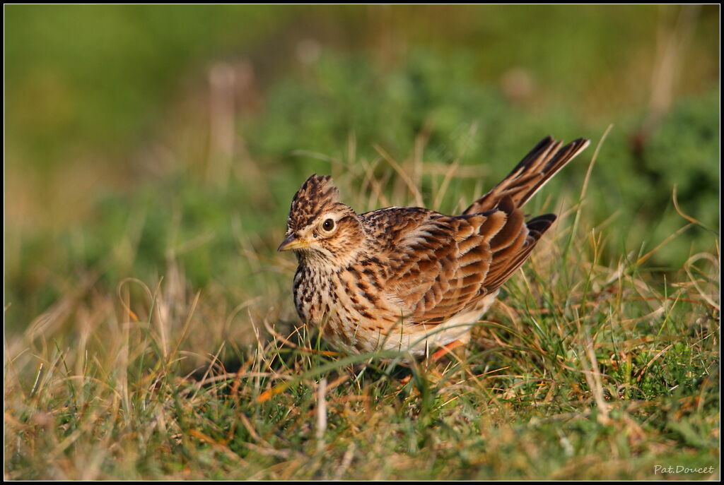 Eurasian Skylark