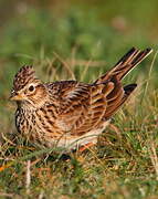 Eurasian Skylark