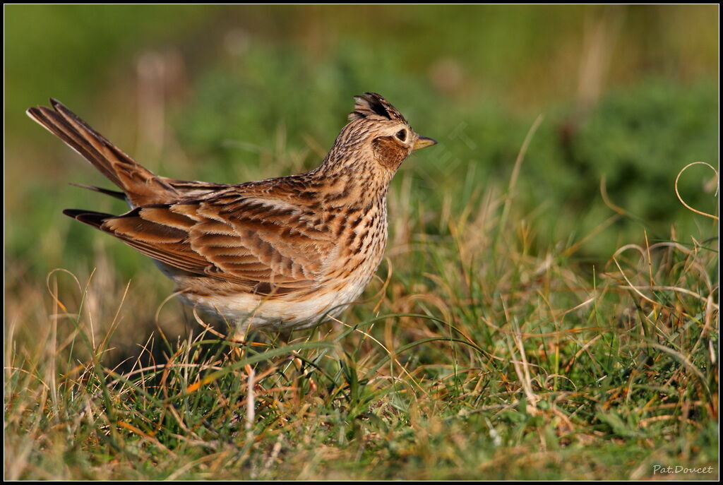 Eurasian Skylark