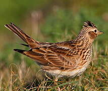 Eurasian Skylark