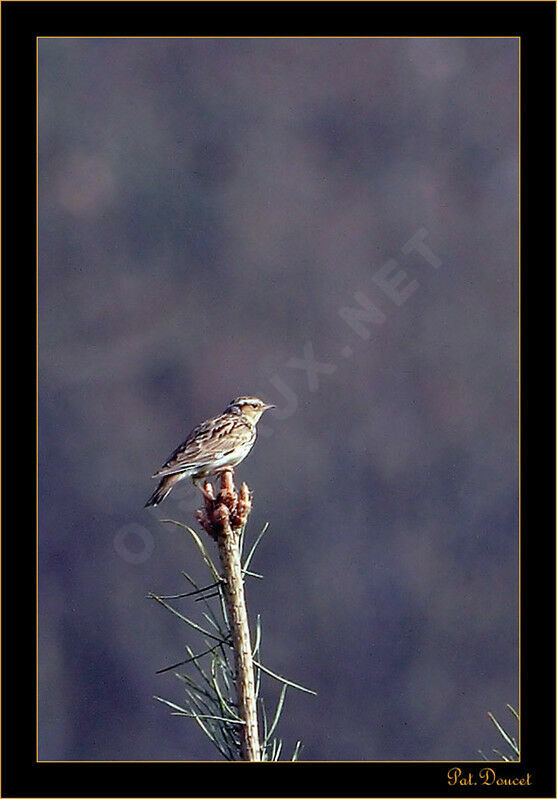 Woodlark