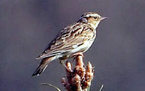 Woodlark