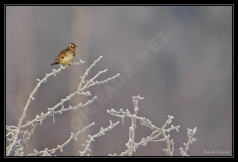 Woodlark