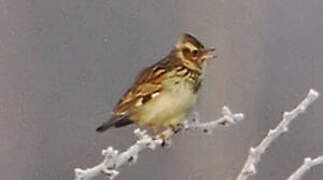 Woodlark