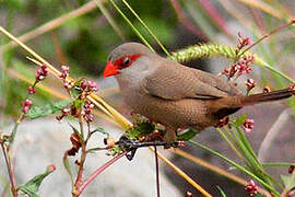 Common Waxbill