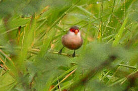 Common Waxbill