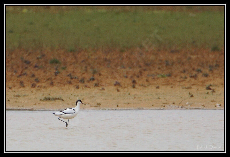 Avocette élégante