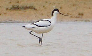 Avocette élégante