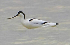 Pied Avocet