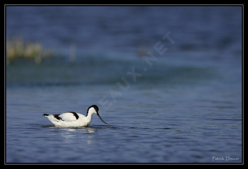 Avocette élégante