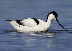 Avocette élégante