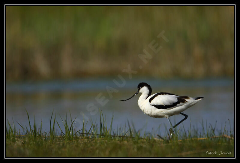 Avocette élégante