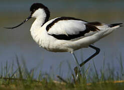 Avocette élégante