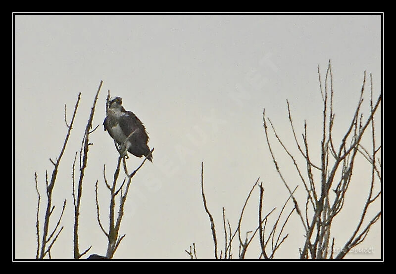 Osprey